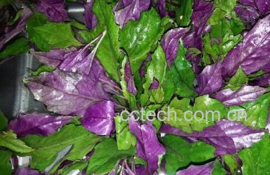 补血菜的副作用有哪些 吃补血菜的禁忌-1