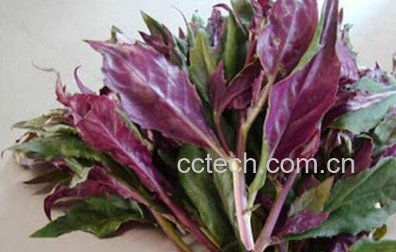 补血菜的功效与作用 吃补血菜的好处-1