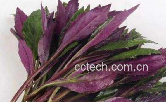 补血菜的功效与作用 吃补血菜的好处-0