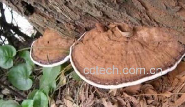 树舌的功效与作用 树舌怎么吃-0