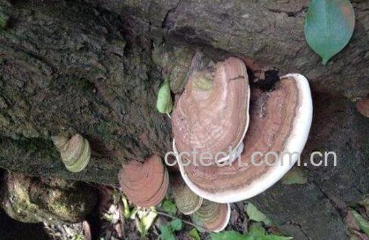 树舌的功效与作用 树舌怎么吃-1