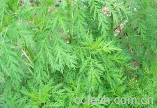 细叶青蒿的功效与作用-0