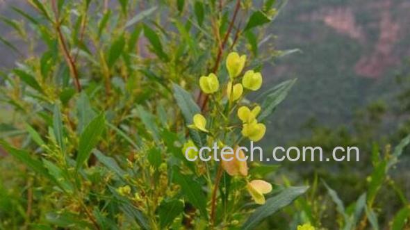 柳尖的功效与作用-1