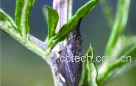 柳尖的功效与作用-0