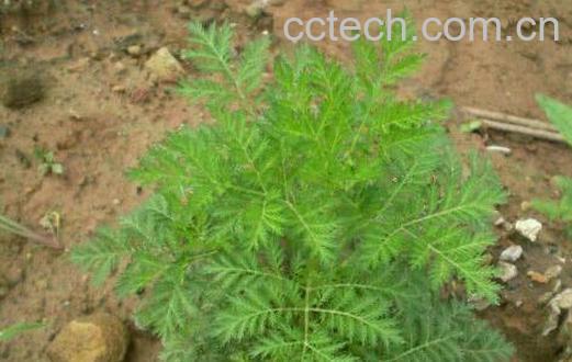 臭蒿的功效与作用及禁忌-0