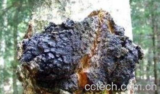 桦树茸的功效及副作用-0