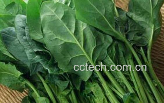 菠菜不能与什么同吃 吃菠菜的禁忌有哪些-1