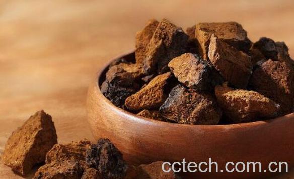 桦树茸的功效及副作用-1