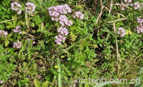 地椒花是什么 地椒花的功效与作用-0