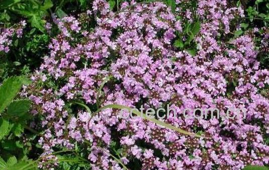 地椒花是什么 地椒花的功效与作用-1