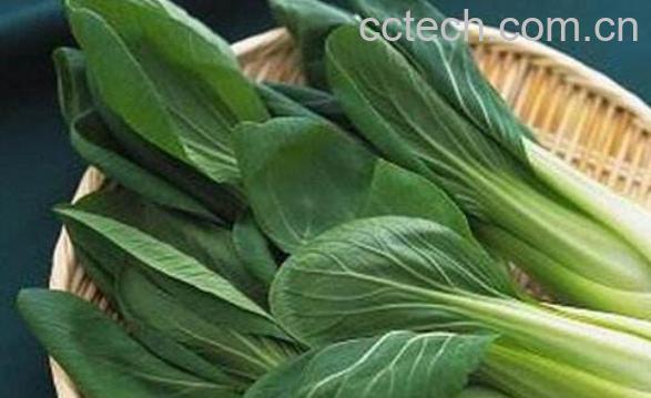 油菜的功效与作用-1