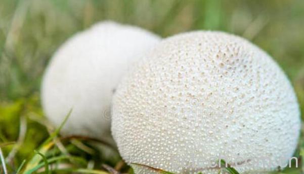 马粪包的功效与作用 马粪包的吃法-0