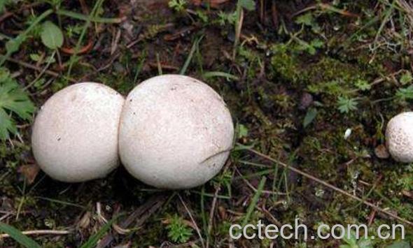 马粪包的功效与作用 马粪包的吃法-1