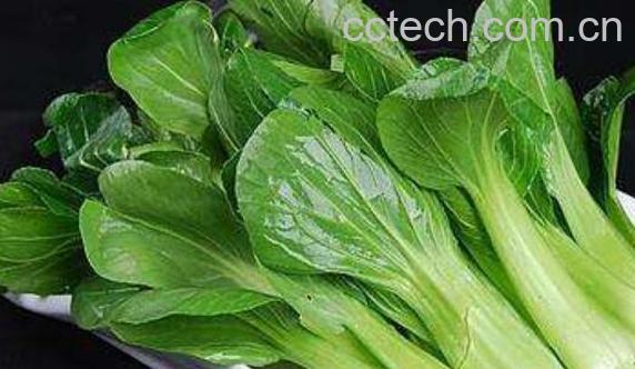 小油菜和青菜的区别 吃青菜的好处-1