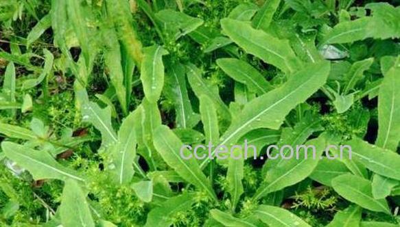 苦苦菜的功效与作用及食用方法-1