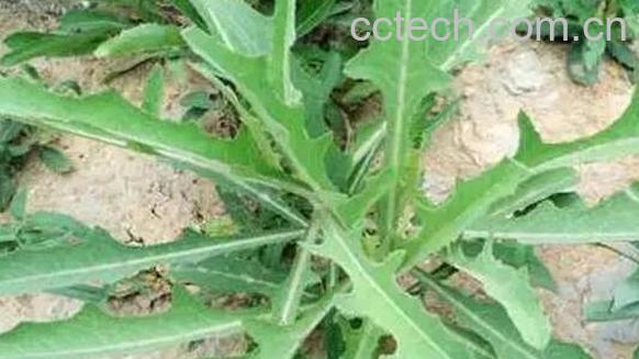 苦苦菜的功效与作用及食用方法-0