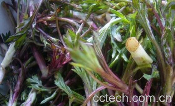 柳叶蒿的功效与作用 柳叶蒿怎么吃-1