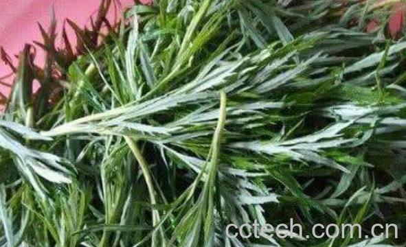 柳叶蒿的功效与作用 柳叶蒿怎么吃-0