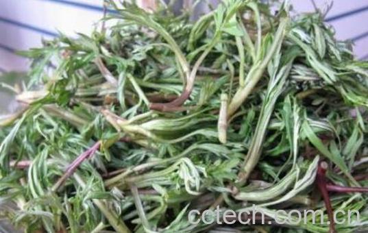 柳蒿芽的作用与功效 柳蒿芽的副作用-1