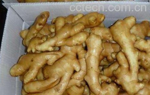 烧姜入药的功效与作用-0