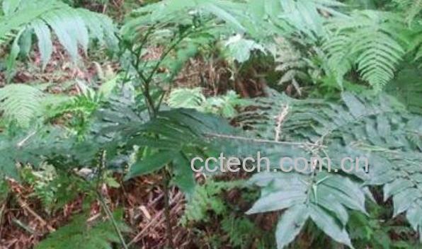 马蹄蕨的功效与作用-1