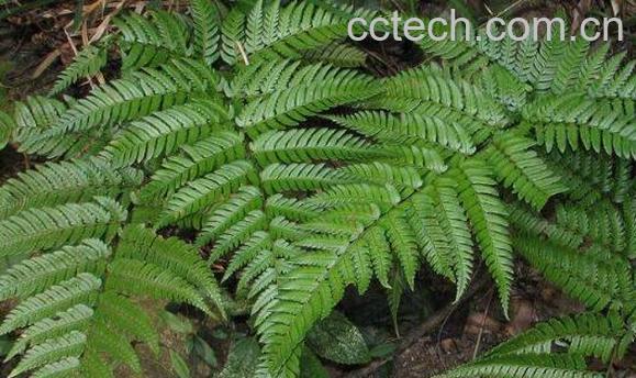 马蹄蕨怎么种植 马蹄蕨的种植方法教程-0