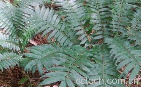 马蹄蕨的功效与作用-0