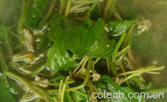 马蹄草怎么吃 马蹄草的食用方法-0