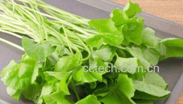 马蹄草怎么吃 马蹄草的食用方法-1