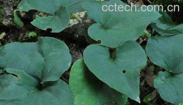 马蹄香的作用和功效 马蹄香的食用禁忌-0