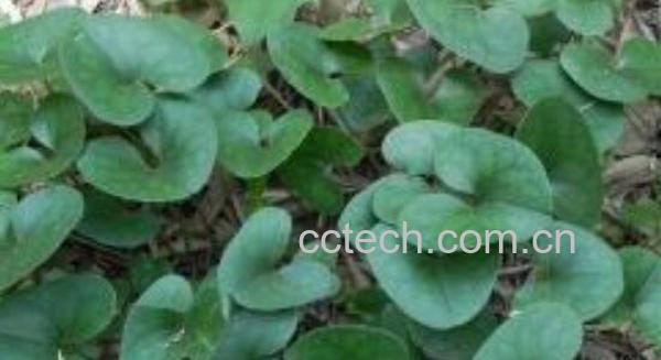 马蹄香的作用和功效 马蹄香的食用禁忌-1