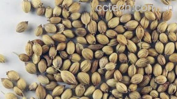 芫荽子的功效与作用 芫荽子的副作用-0