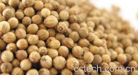 芫荽子的功效与作用 芫荽子的副作用-1