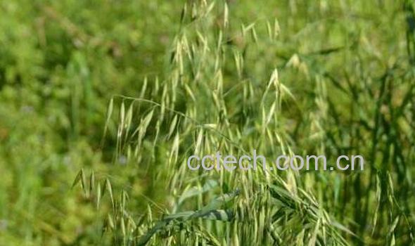 野燕麦的功效与作用有哪些-1