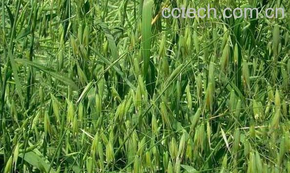 野燕麦的功效与作用有哪些-0