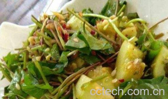 马蹄叶怎么吃 马蹄叶的吃法大全-1