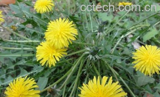 苦菜花的功效与作用 苦菜的副作用-0