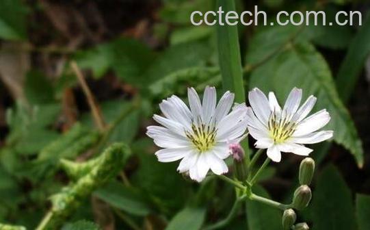 苦菜花泡水喝对人体好处与危害-0