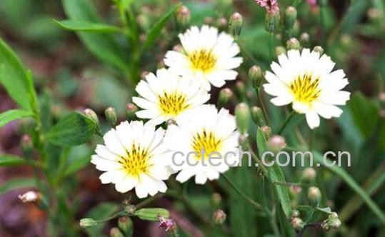 苦菜花泡水喝对人体好处与危害-1