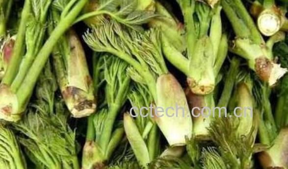 刺嫩芽什么人不能吃 刺老芽不能和什么同吃-1