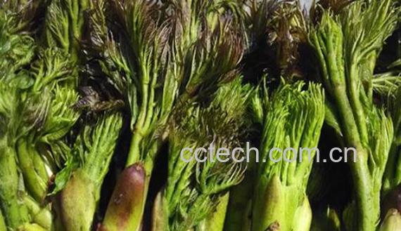 刺嫩芽什么人不能吃 刺老芽不能和什么同吃-0