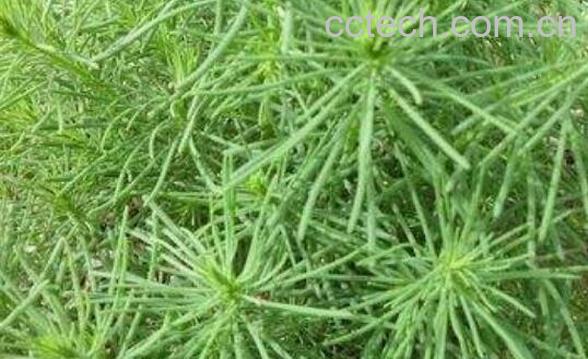 黄须菜的功效与禁忌 黄须菜什么人不能吃-0