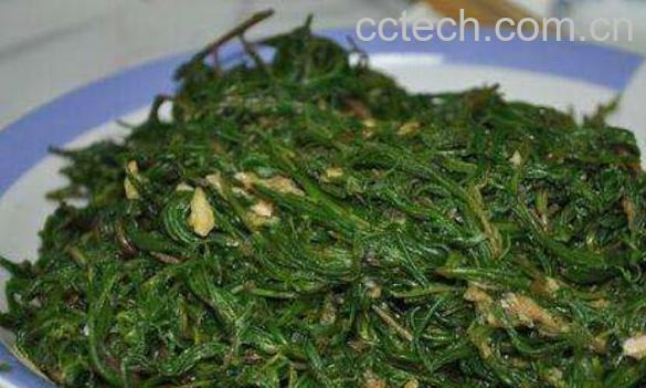 黄须菜的功效与禁忌 黄须菜什么人不能吃-1