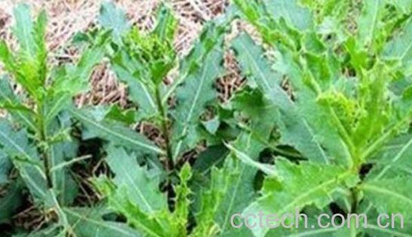 刺儿菜的功效与作用 刺儿菜怎么吃好-0