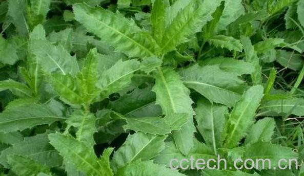 刺儿菜的功效与作用 刺儿菜怎么吃好-1