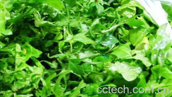 田荠菜的功效与作用-0