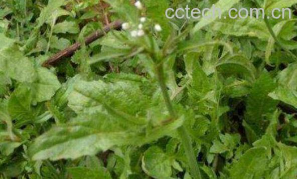 田荠菜的功效与作用-1