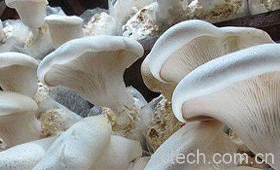 白灵菇怎么吃 白灵菇的食用方法-0