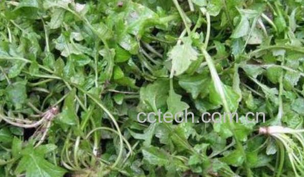 地菜的功效与作用 地菜的禁忌-0