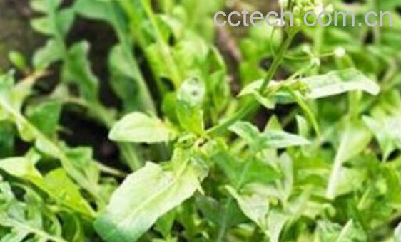 地菜的功效与作用 地菜的禁忌-1